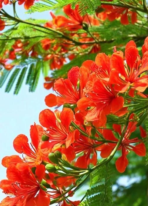 花语吉祥寓意有哪些？大全是什么？