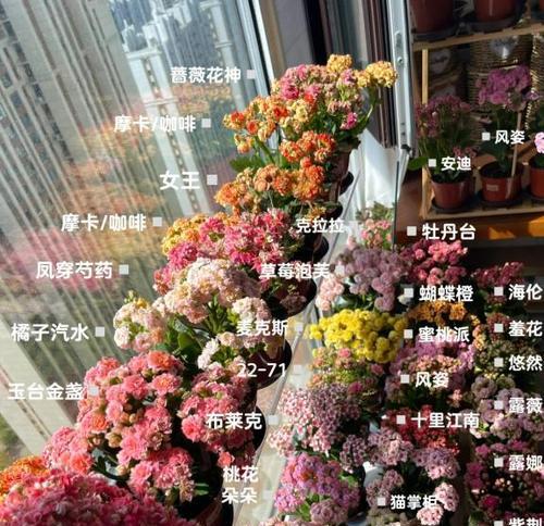 花的颜色与含义之间有什么联系？如何根据颜色选择花卉？