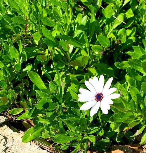 花的颜色与含义之间有什么联系？如何根据颜色选择花卉？