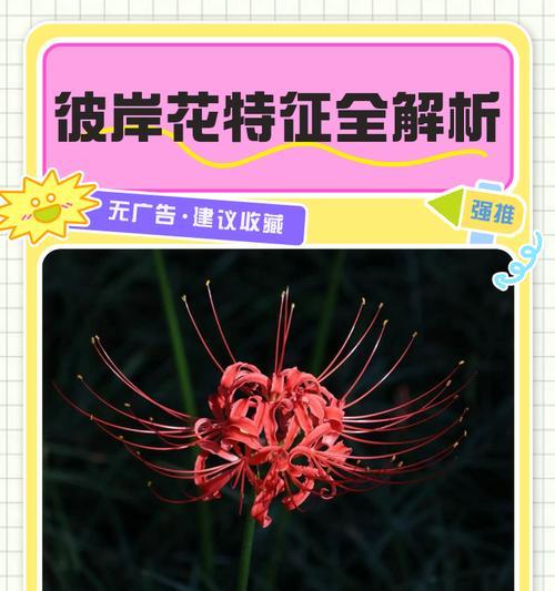 白色彼岸花的含义是什么？它寓意着什么？
