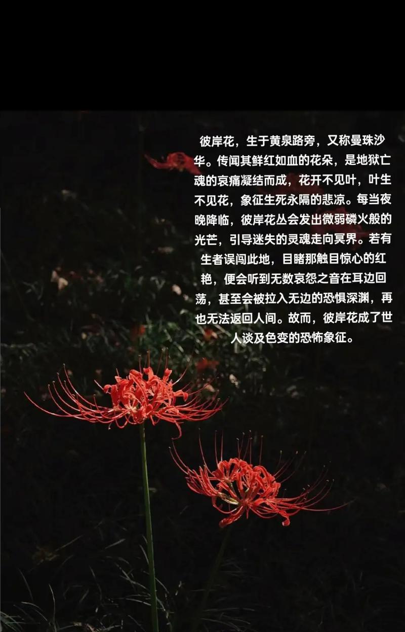 白色彼岸花的含义是什么？它寓意着什么？
