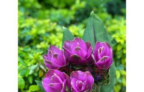 紫色花系有哪些？紫色花系的花语和寓意分别是什么？