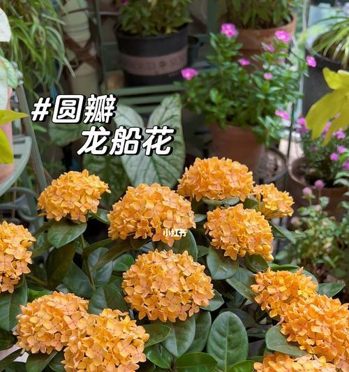 黄色花象征什么？为何人们喜欢黄色的花？