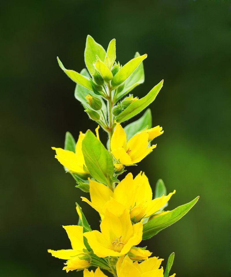 黄色花象征什么？为何人们喜欢黄色的花？