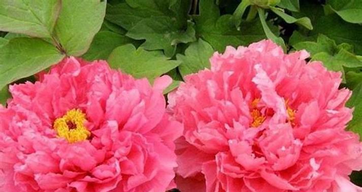 哪种花寓意好运？它的含义是什么？