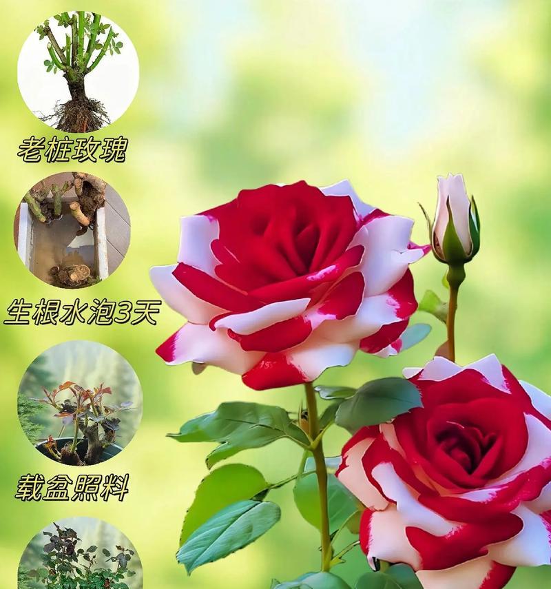 玫瑰花的寓意大全？不同颜色玫瑰代表什么意义？