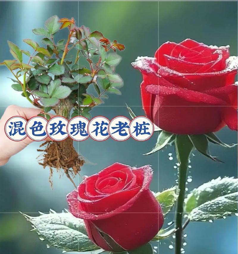 玫瑰花的寓意大全？不同颜色玫瑰代表什么意义？