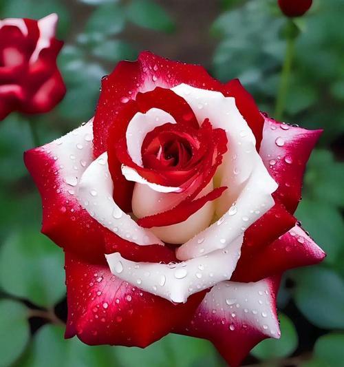 玫瑰花的寓意大全？不同颜色玫瑰代表什么意义？
