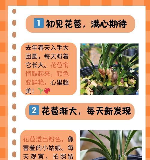 哪种花象征团圆美好幸福？团圆花的寓意是什么？