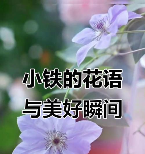 哪种花象征团圆美好幸福？团圆花的寓意是什么？
