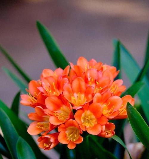 寓意重生的颜色有哪些花？它们各自代表什么意义？