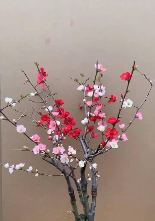 寓意重生的颜色有哪些花？它们各自代表什么意义？