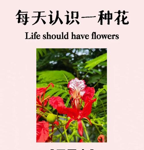 寓意重生的颜色有哪些花？它们各自代表什么意义？