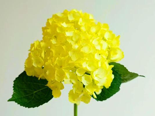 黄色花树木通常象征着什么？