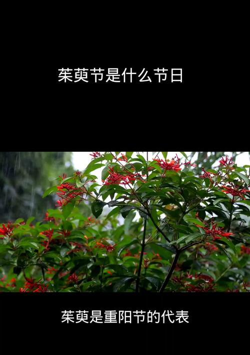 重阳节为什么要送茱萸花？茱萸花的寓意是什么？