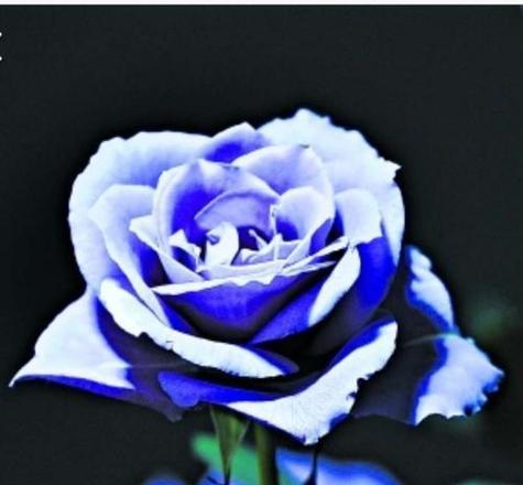 蓝色花象征着什么？蓝色花的深层含义是什么？