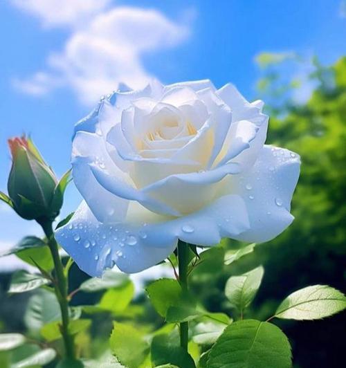 彩色玫瑰花的寓意是什么？它象征着什么？
