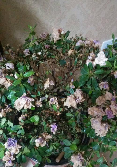 枯萎的花象征什么？爱情枯萎的寓意是什么？