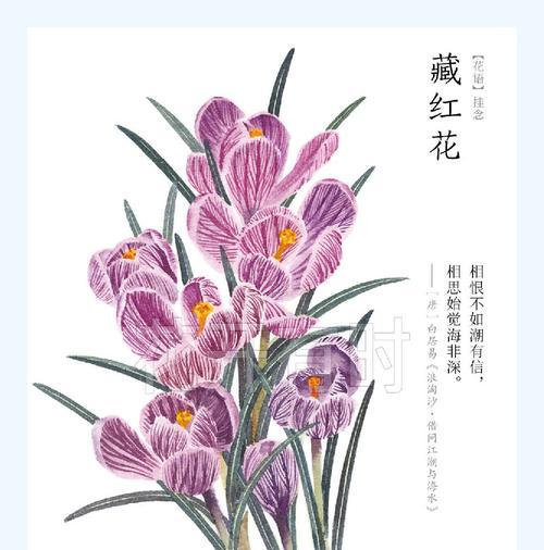 淡粉红色五瓣花代表什么？其花语含义是什么？