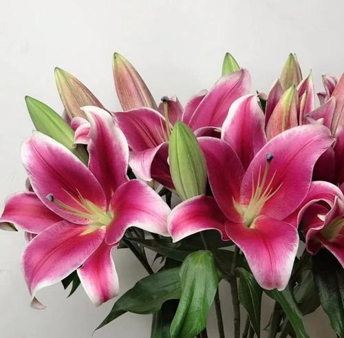 淡粉红色五瓣花代表什么？其花语含义是什么？