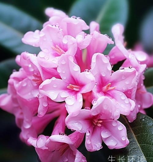 淡粉红色五瓣花代表什么？其花语含义是什么？