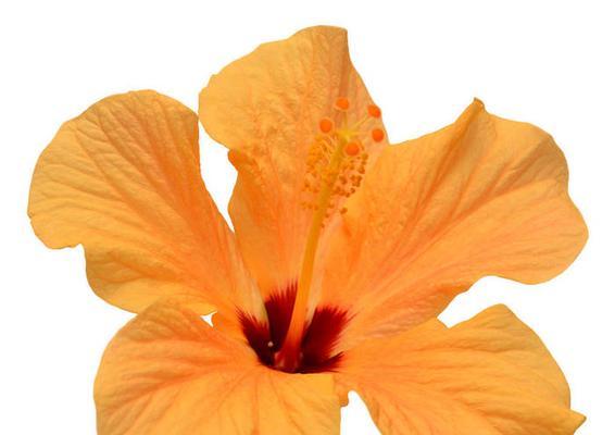 哪些橙色的花寓意好？橙色花的寓意和象征是什么？