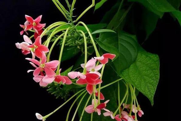 古代花卉文化有哪些含义？如何理解古代花的象征？