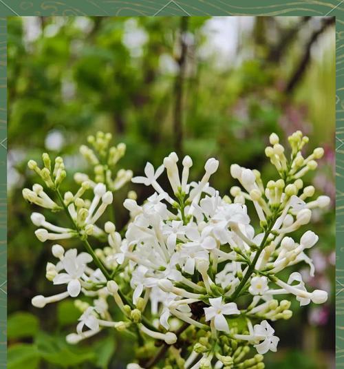 古代花卉文化有哪些含义？如何理解古代花的象征？