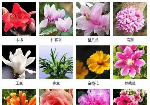 古代花卉文化有哪些含义？如何理解古代花的象征？