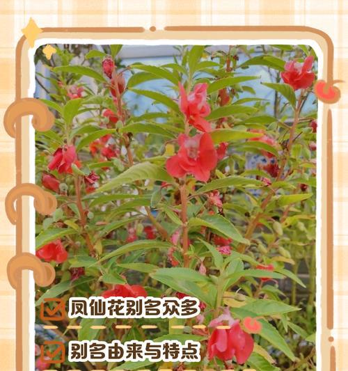 爱情寓意的花有哪些别名？这些别名背后的故事是什么？