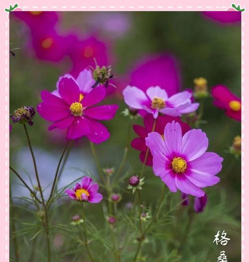 爱情寓意的花有哪些别名？这些别名背后的故事是什么？