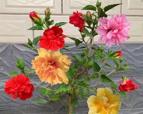 木槿花三个颜色的寓意是什么？不同颜色木槿花的象征？