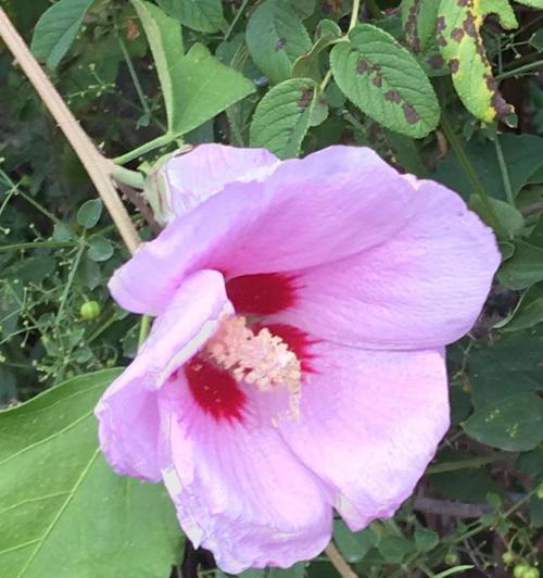 木槿花三个颜色的寓意是什么？不同颜色木槿花的象征？
