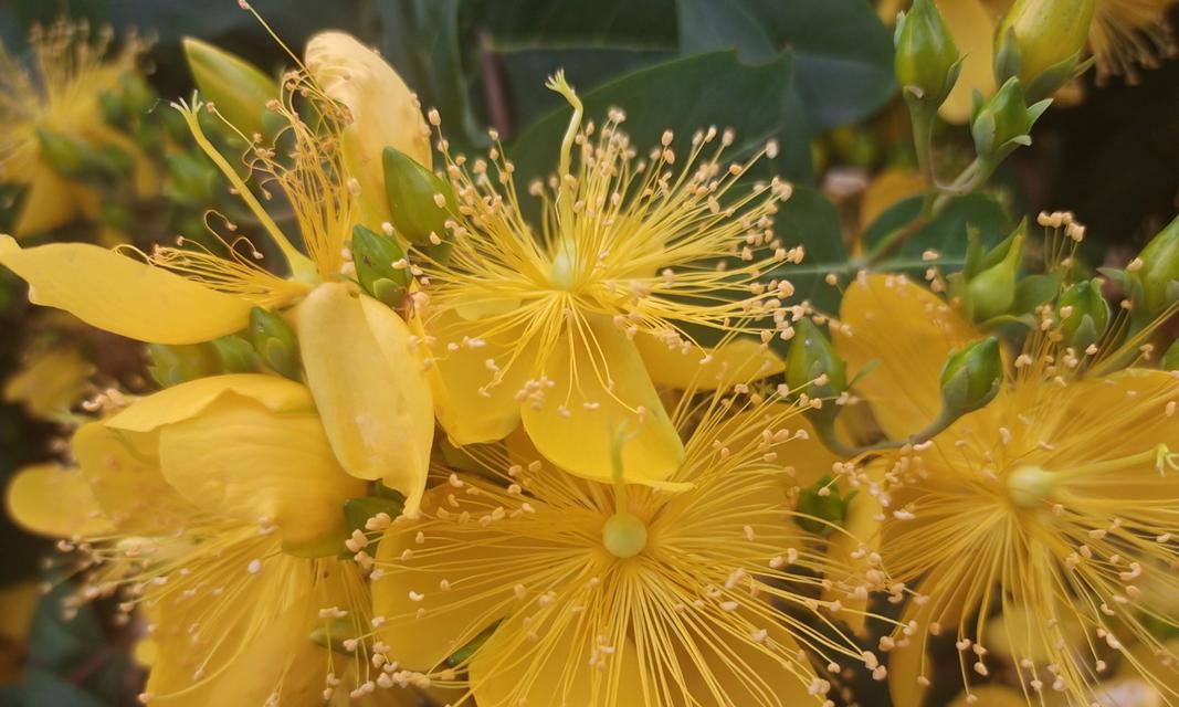 金黄色的花象征什么？金黄色花的寓意是什么？