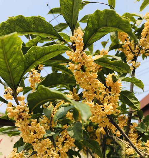 金黄色的花象征什么？金黄色花的寓意是什么？
