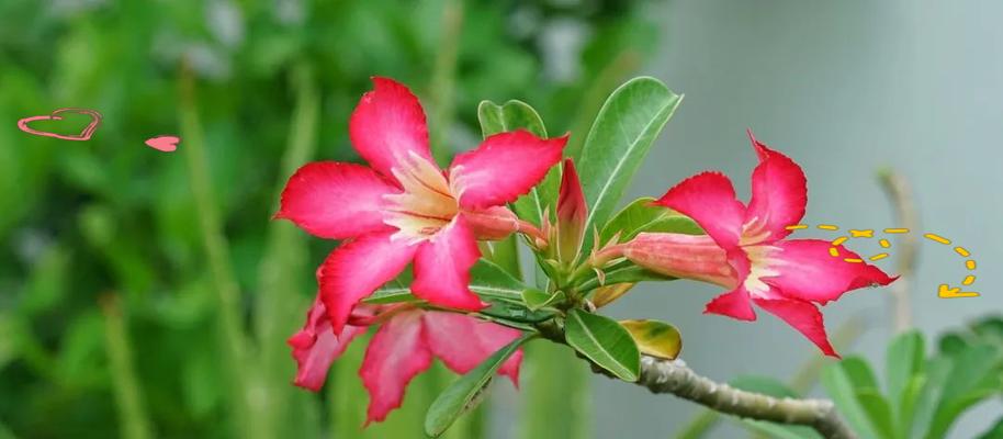 哪种绿色花象征友谊？