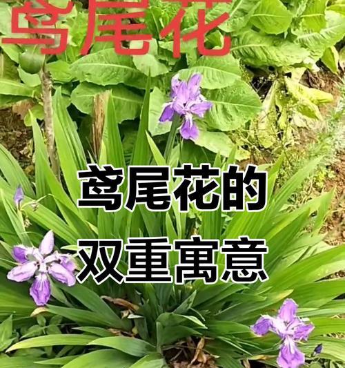 哪种绿色花象征友谊？