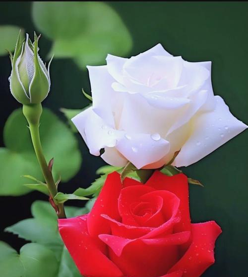 红色玫瑰花的意义是什么？如何理解玫瑰花的含义？