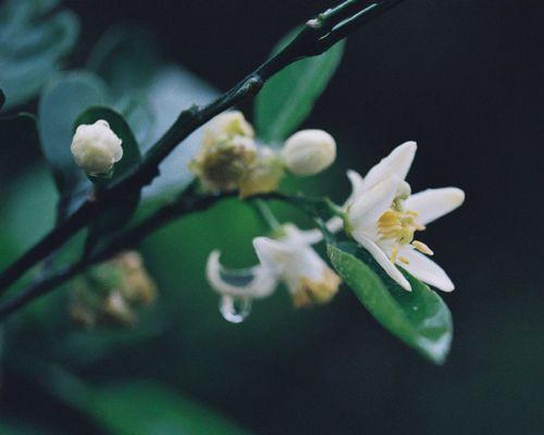 白色橙花的寓意是什么？它象征着什么？
