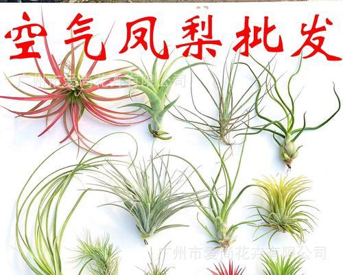 空气老人须花语是什么？