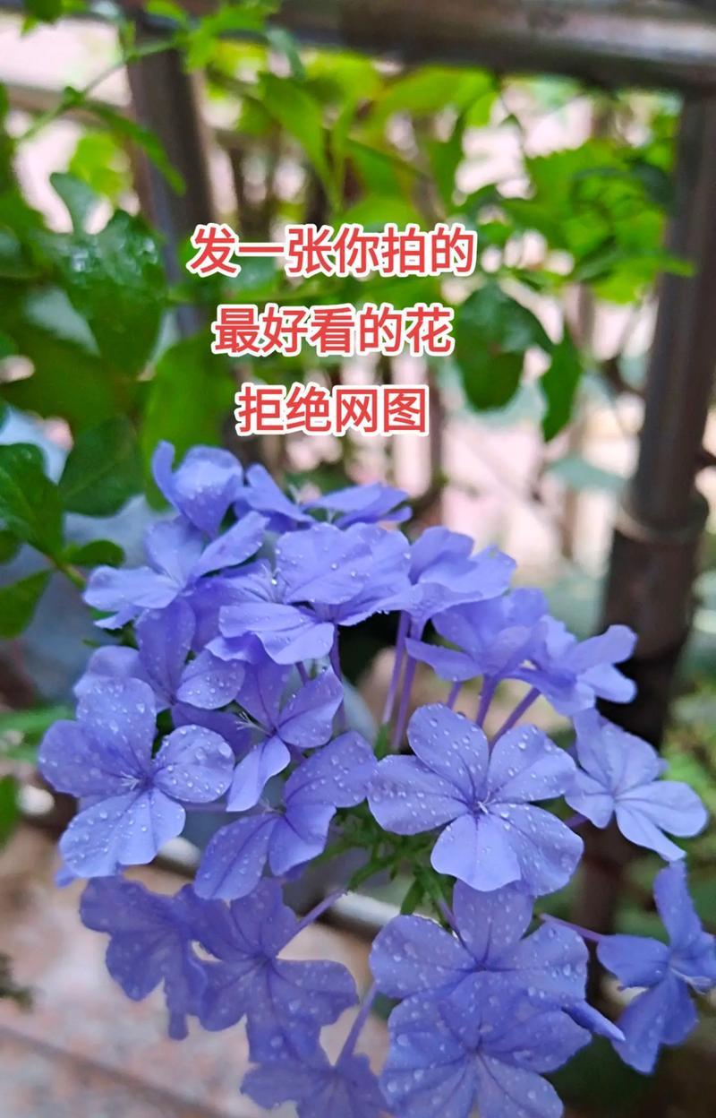 蓝色花代表什么意思？适合送给谁？