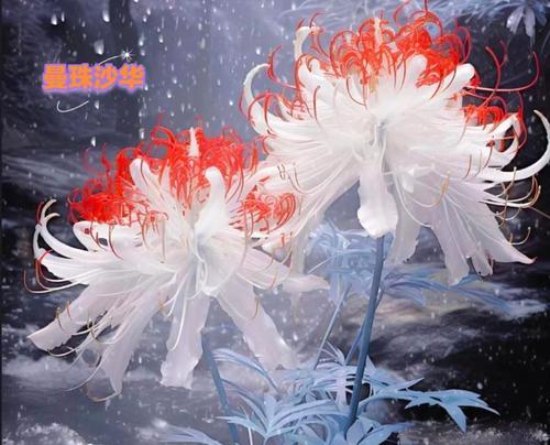 彼岸花不同颜色的象征意义是什么？