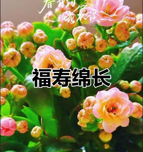 哪些花象征新生宝宝的健康？