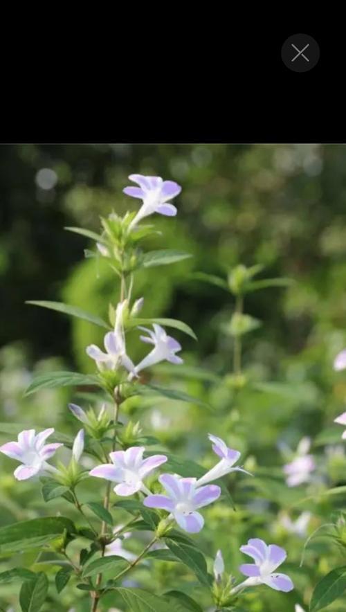 生日送的花绿色寓意是什么？