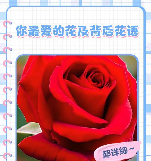 哪种花象征着爱情和团结？花语中有哪些温馨的寓意？