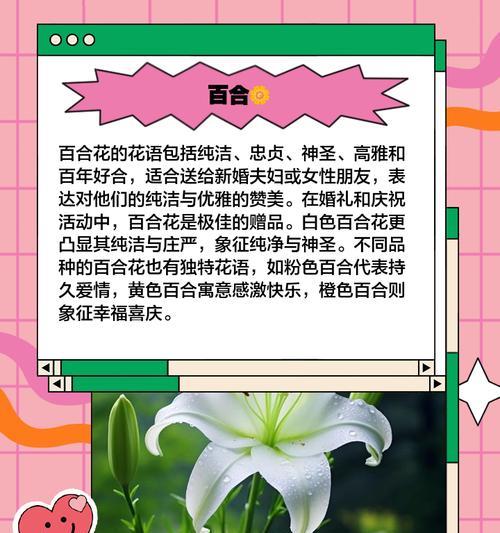 哪种花象征着爱情和团结？花语中有哪些温馨的寓意？