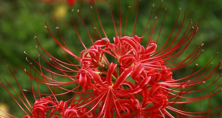 花茵在文化中象征什么？