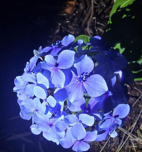浅蓝色的花寓意有哪些？