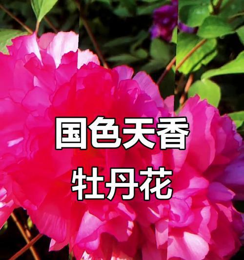 红色牡丹花的寓意是什么？牡丹花代表什么意义？