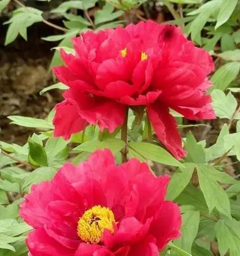 红色牡丹花的寓意是什么？牡丹花代表什么意义？